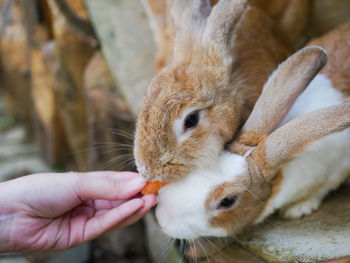 Close-up of hand holding squirrel outdoors