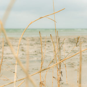 Close-up of plants on beach against sky