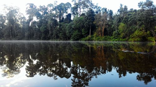 Reflection of trees in water