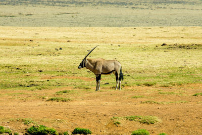 Side view of horse walking on land