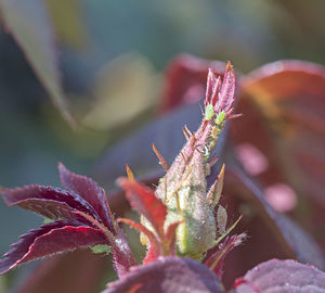 Close-up of pink flowering plant