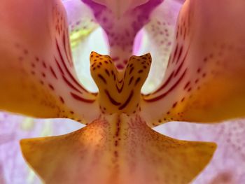 Close-up of yellow rose