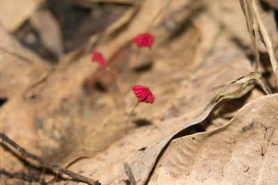 Close-up of flower against blurred background