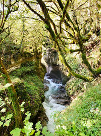 Scenic view of waterfall in forest