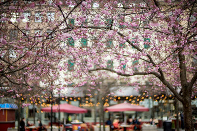 Pink cherry blossoms on tree