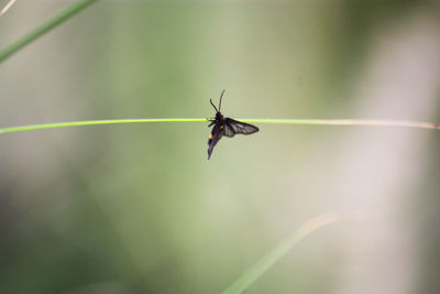 Close-up of butterfly