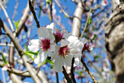 Low angle view of cherry blossom