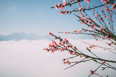 Low angle view of cherry blossoms against sky