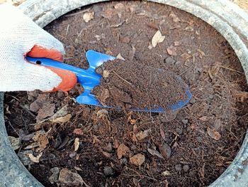 High angle view of bird on field