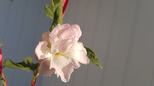 Close-up of white rose blooming indoors