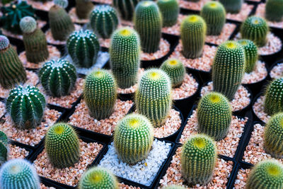Full frame shot of succulent plant full color cactus