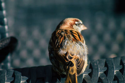 Close-up of a bird perching on wood