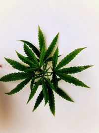 High angle view of leaves against white background