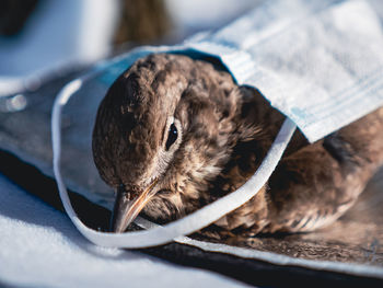 Sick bird covered with face mask for warmth. close up.