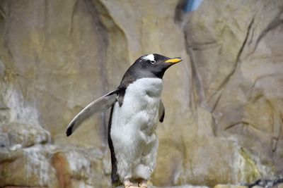 Close-up of bird perching on rock