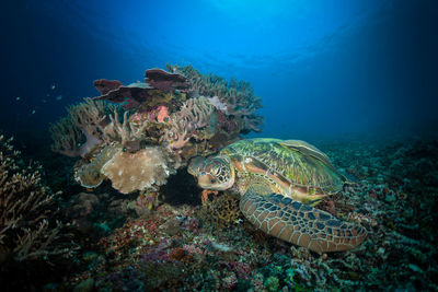 Fish swimming in sea