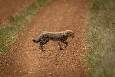 Cheetah cub crosses dirt track in savannah