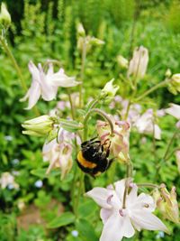 Close-up of bee pollinating on flower