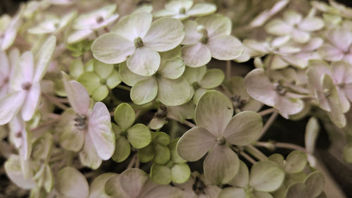 Close-up of flowers