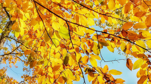 Low angle view of yellow leaves on tree during autumn