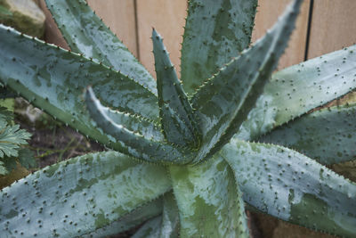 Close-up of succulent plant
