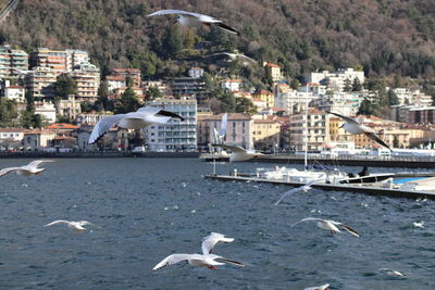 Seagull flying over sea against buildings