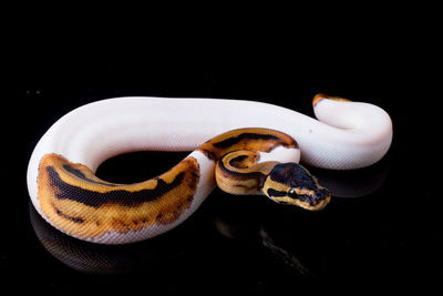 Close-up of snake against black background