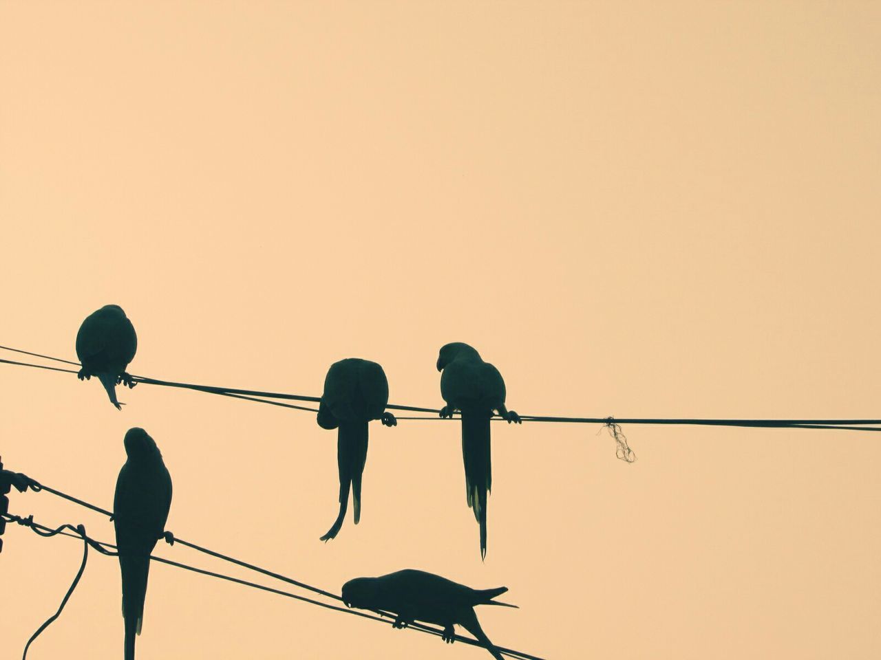 low angle view, power line, clear sky, cable, perching, bird, connection, power supply, copy space, silhouette, animal themes, electricity pylon, electricity, technology, power cable, wildlife, sky, nature, animals in the wild, outdoors