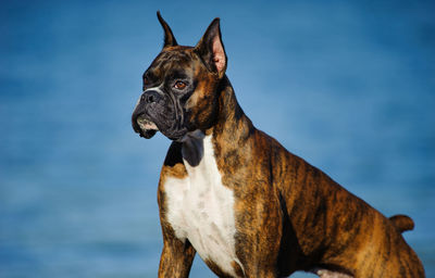 Close-up of dog looking away against lake