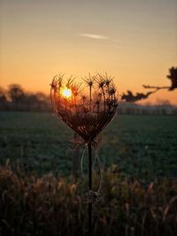 Close-up of plant on field against sky during sunset