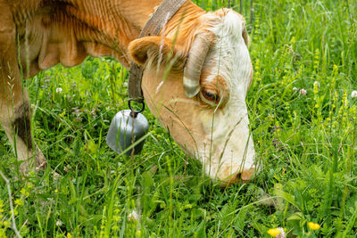 Sheep grazing in a field