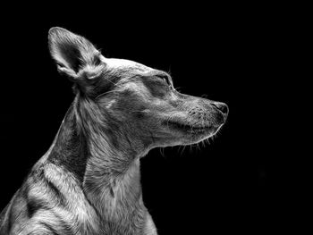 Close-up of a dog over black background