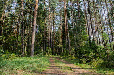 Trees growing in forest