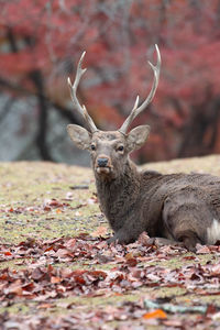 Close-up of deer