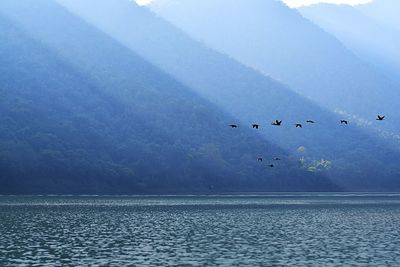 Birds flying over sea against sky