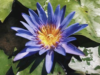 Close-up of purple flower