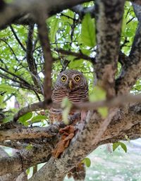 Portrait of owl in tree