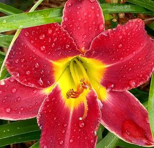 Close-up of pink flower blooming in pond