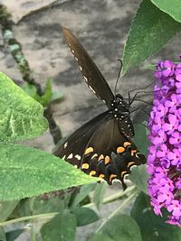 Butterfly perching on leaf