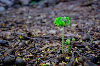 Close-up of small plant growing on field