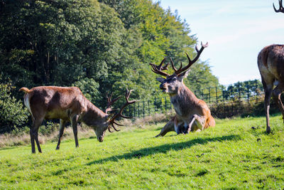 Deer in a field