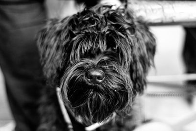 Close-up of a dog