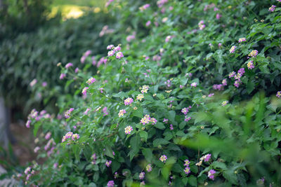 Close-up of pink flowering plants