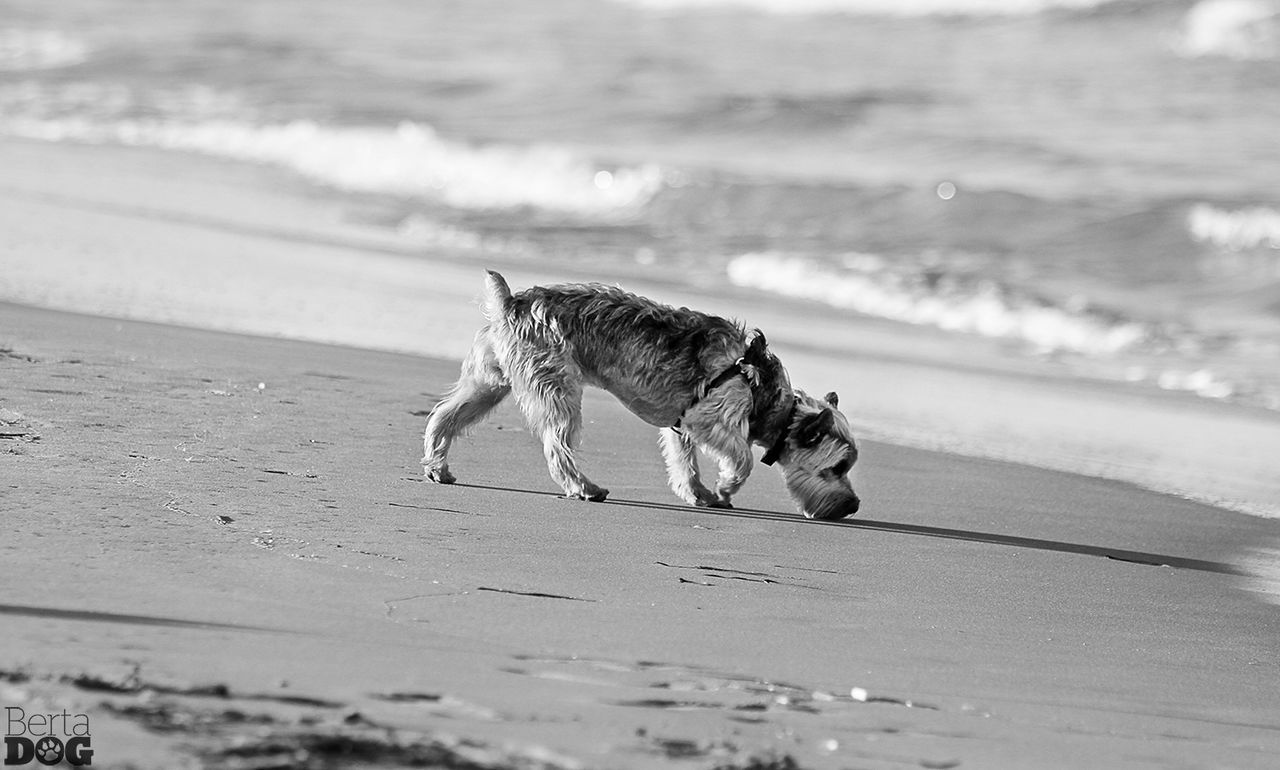 beach, animal themes, one animal, sea, sand, shore, water, dog, full length, wave, mammal, horizon over water, nature, pets, selective focus, animals in the wild, focus on foreground, domestic animals, walking, outdoors