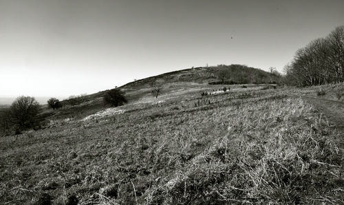 Scenic view of field against clear sky