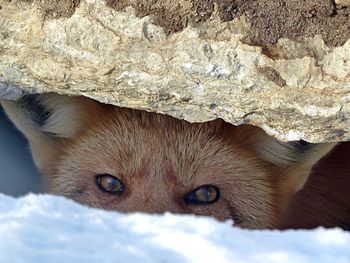 Close-up portrait of a fox