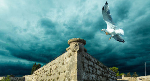 Low angle view of seagull flying against sky