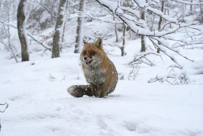 Fox sitting on snowy field during winter