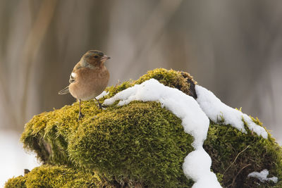 Bird perching on snow covered plant