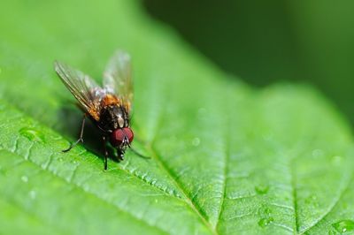 Close-up of insect on leaf